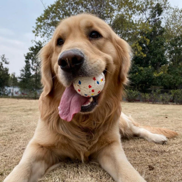 Bola Resistente Irresistível para os cães